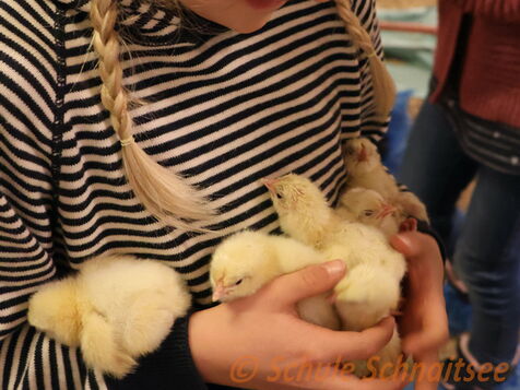 Verantwortung ist eine wichtige Säule im Schulcodex